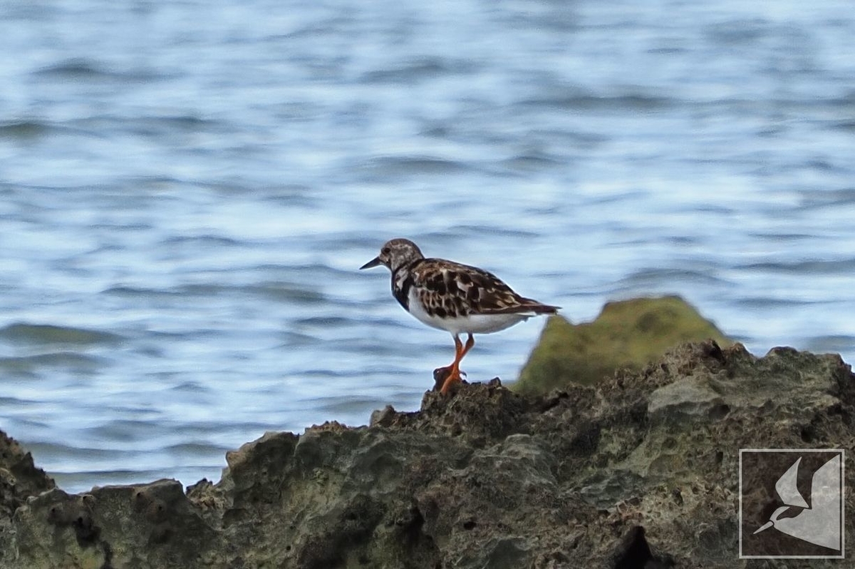 f:id:Okiyasu:20210719203133j:plain