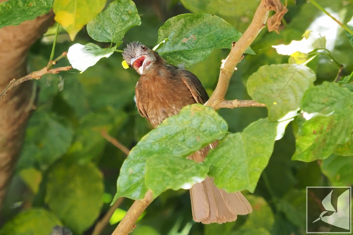 f:id:Okiyasu:20210719203244j:plain