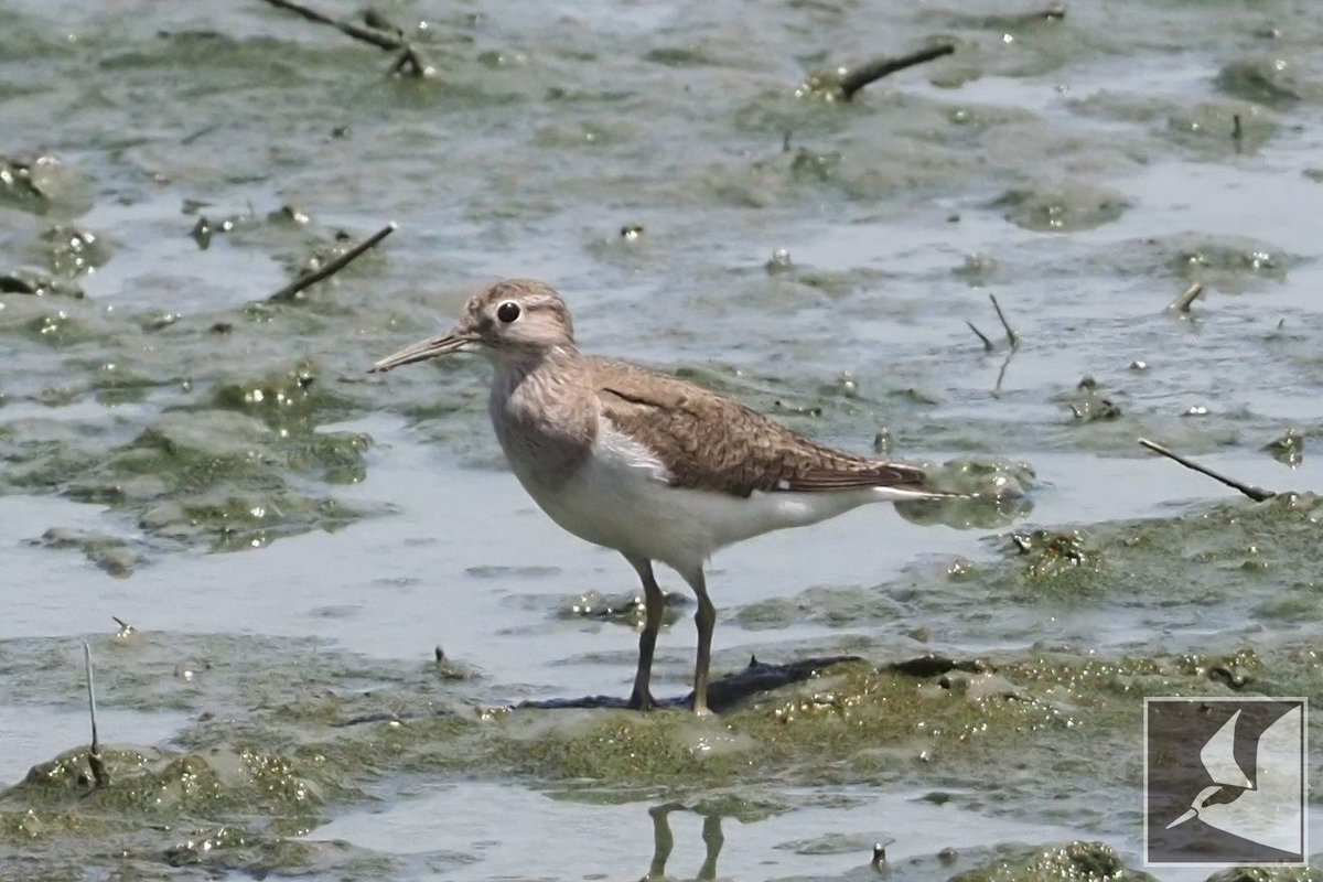 f:id:Okiyasu:20210719204404j:plain