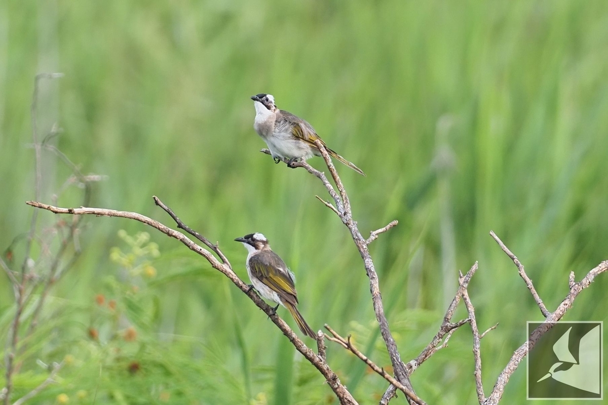 f:id:Okiyasu:20210719204615j:plain