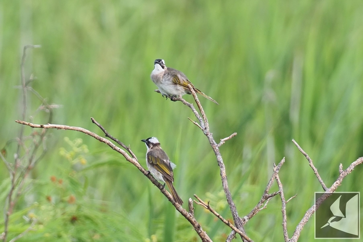 f:id:Okiyasu:20210719204621j:plain