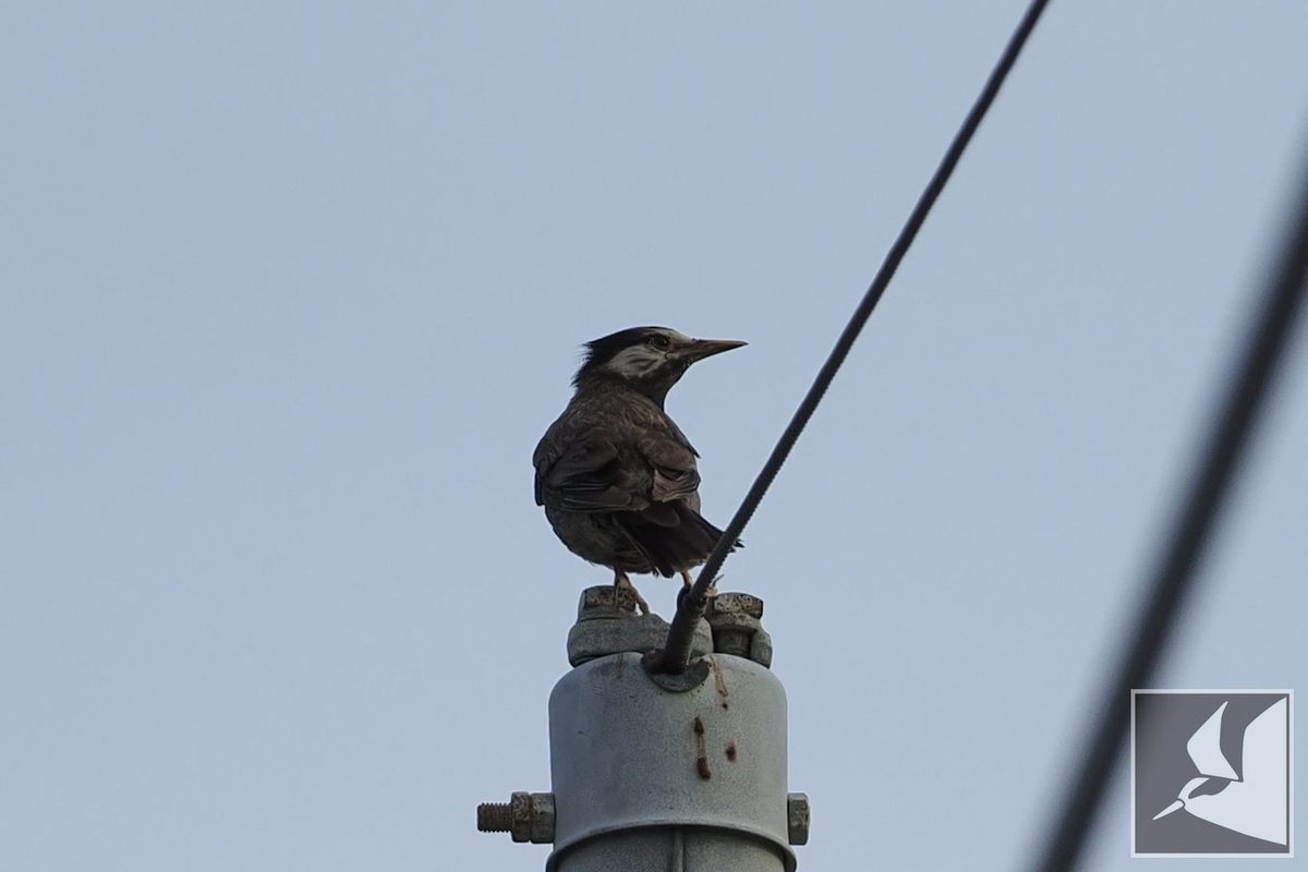 f:id:Okiyasu:20210719204755j:plain