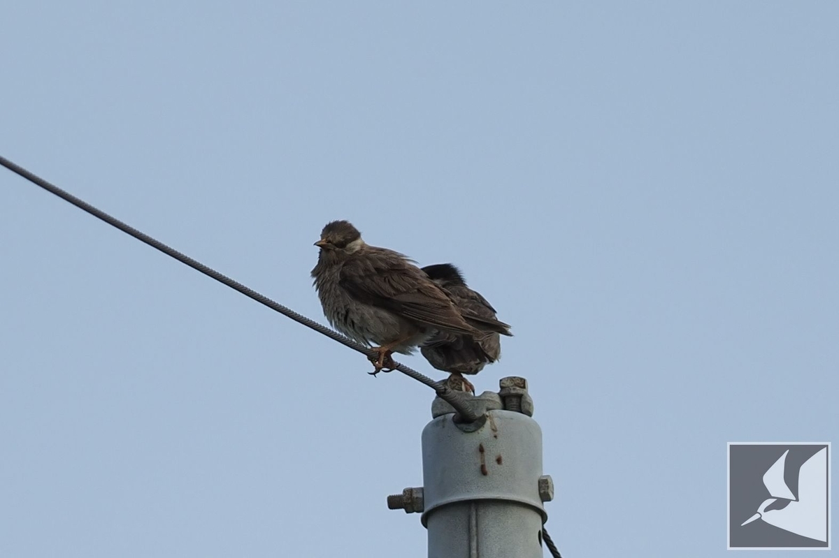 f:id:Okiyasu:20210719204840j:plain