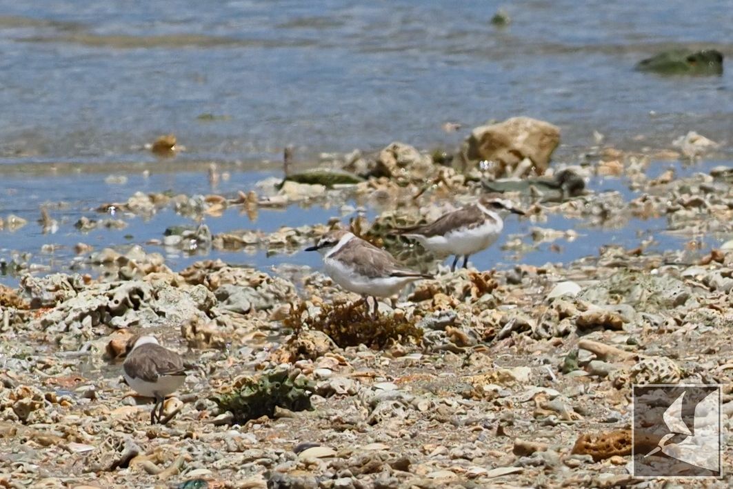 f:id:Okiyasu:20210730135749j:plain