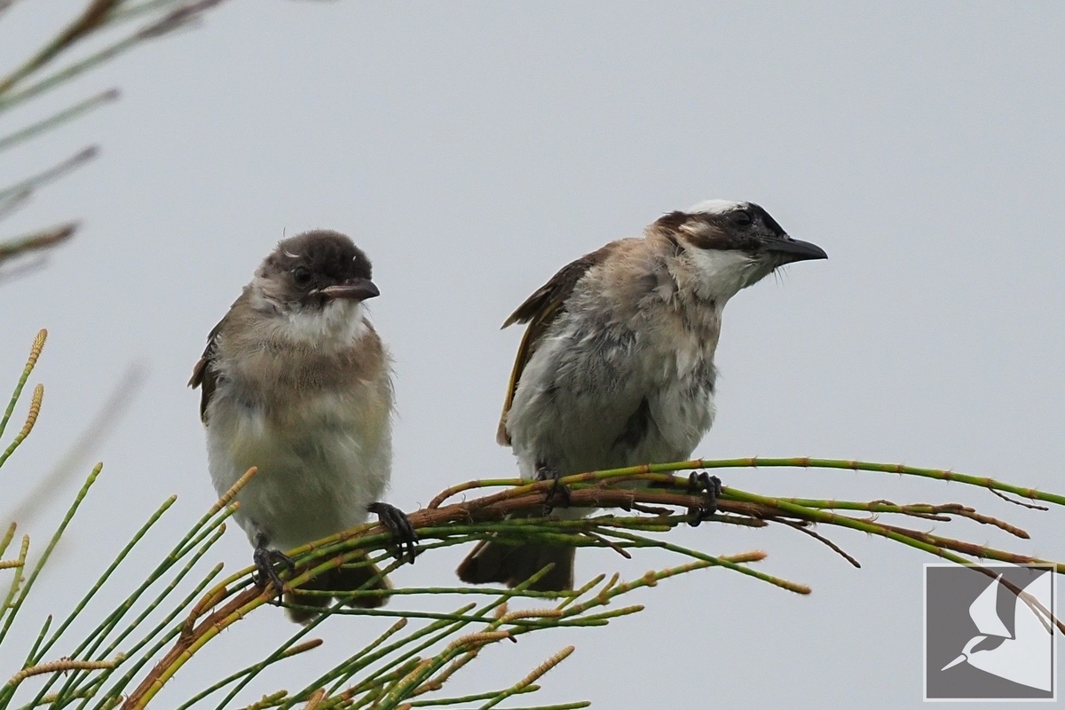 f:id:Okiyasu:20210802210236j:plain