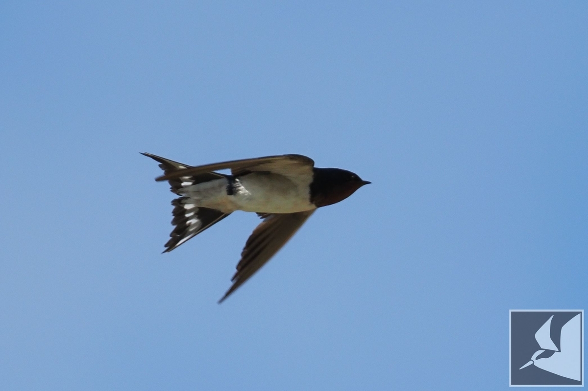 2021年8月のリュウキュウツバメ - 沖縄で野鳥観察