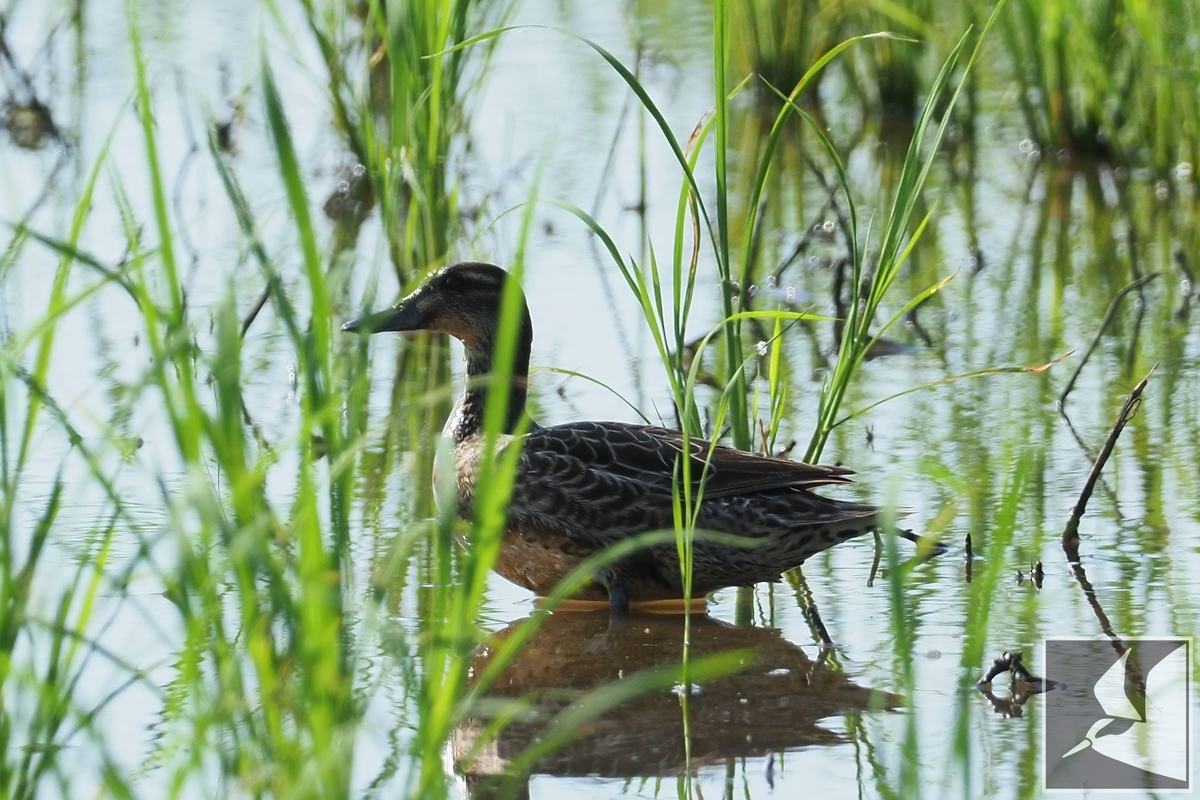 f:id:Okiyasu:20210927224800j:plain