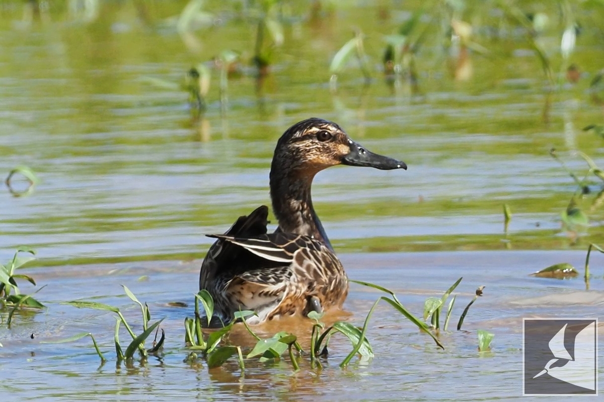 f:id:Okiyasu:20210927224912j:plain