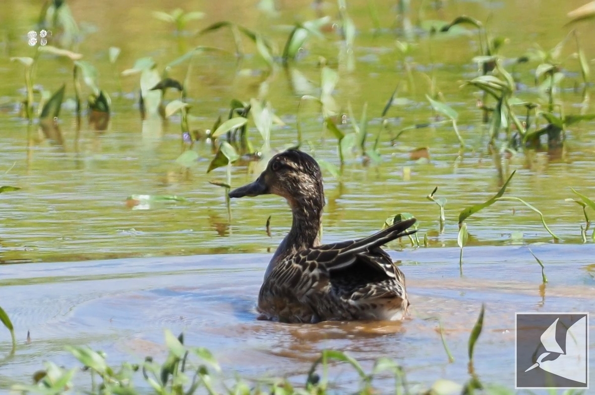 f:id:Okiyasu:20210927225158j:plain