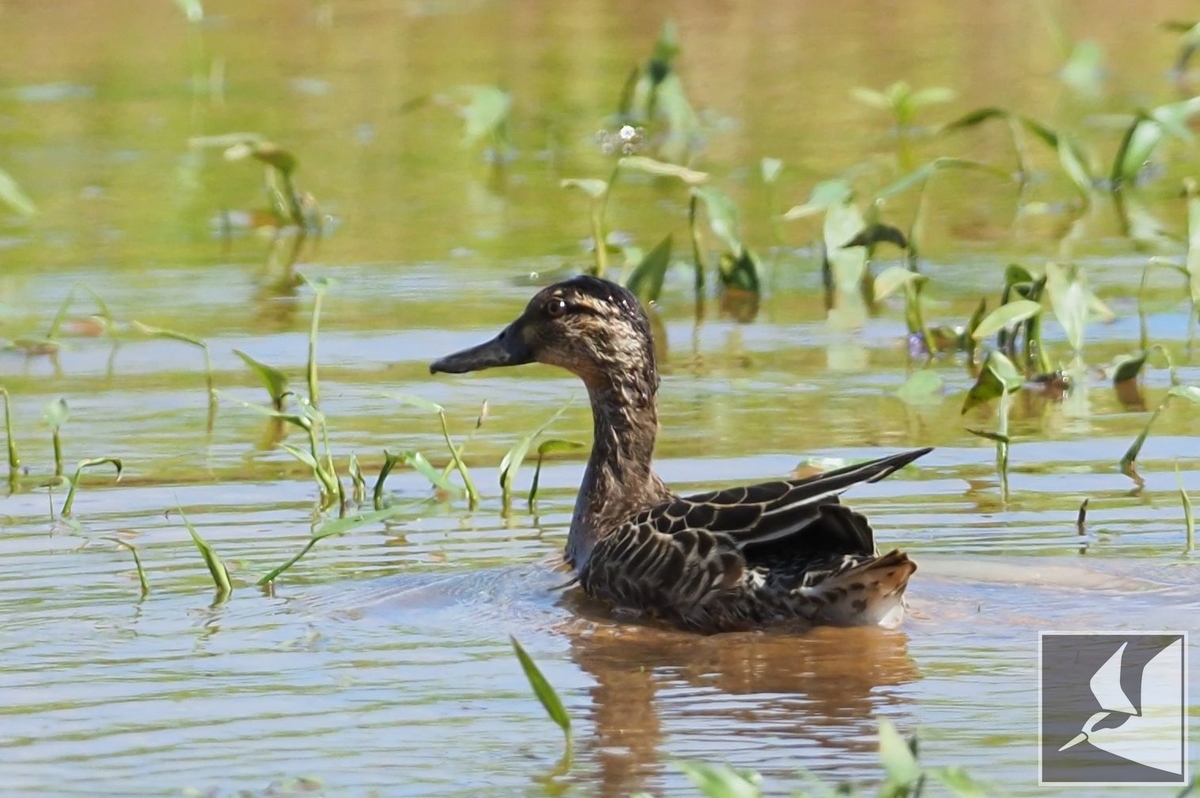 f:id:Okiyasu:20210927225201j:plain