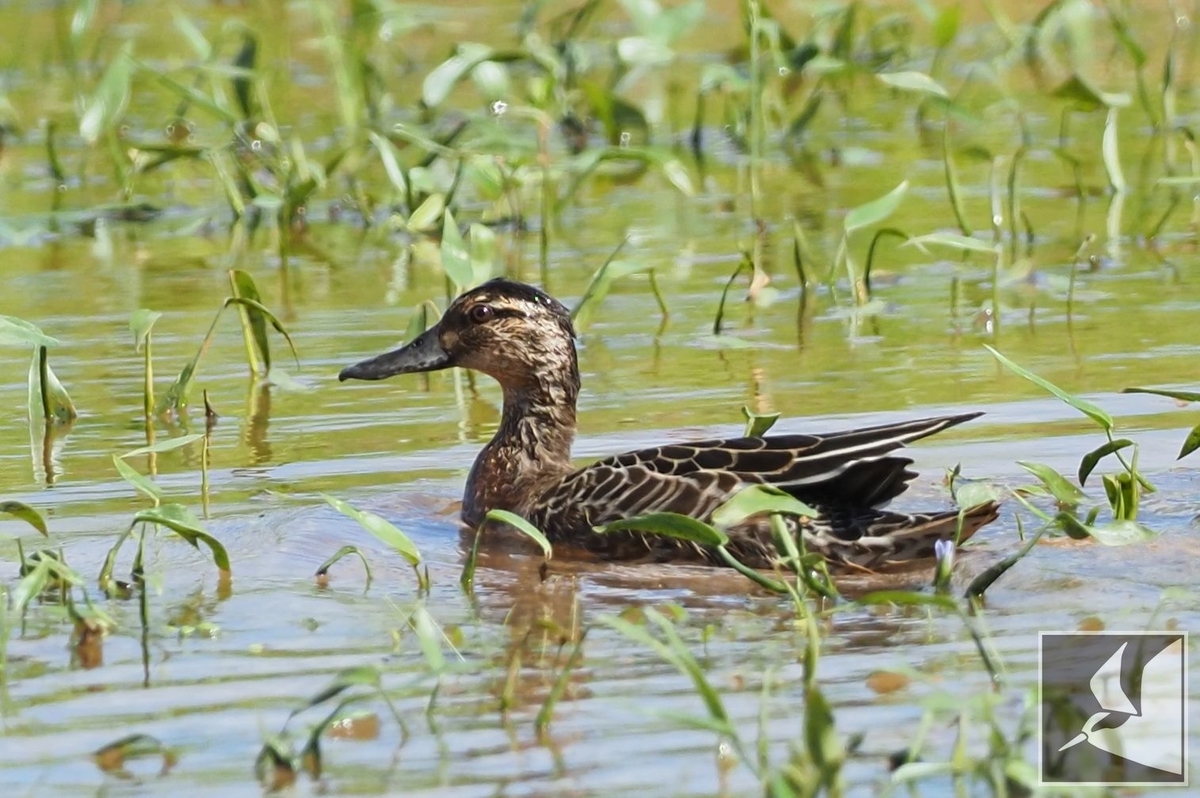 f:id:Okiyasu:20210927225224j:plain