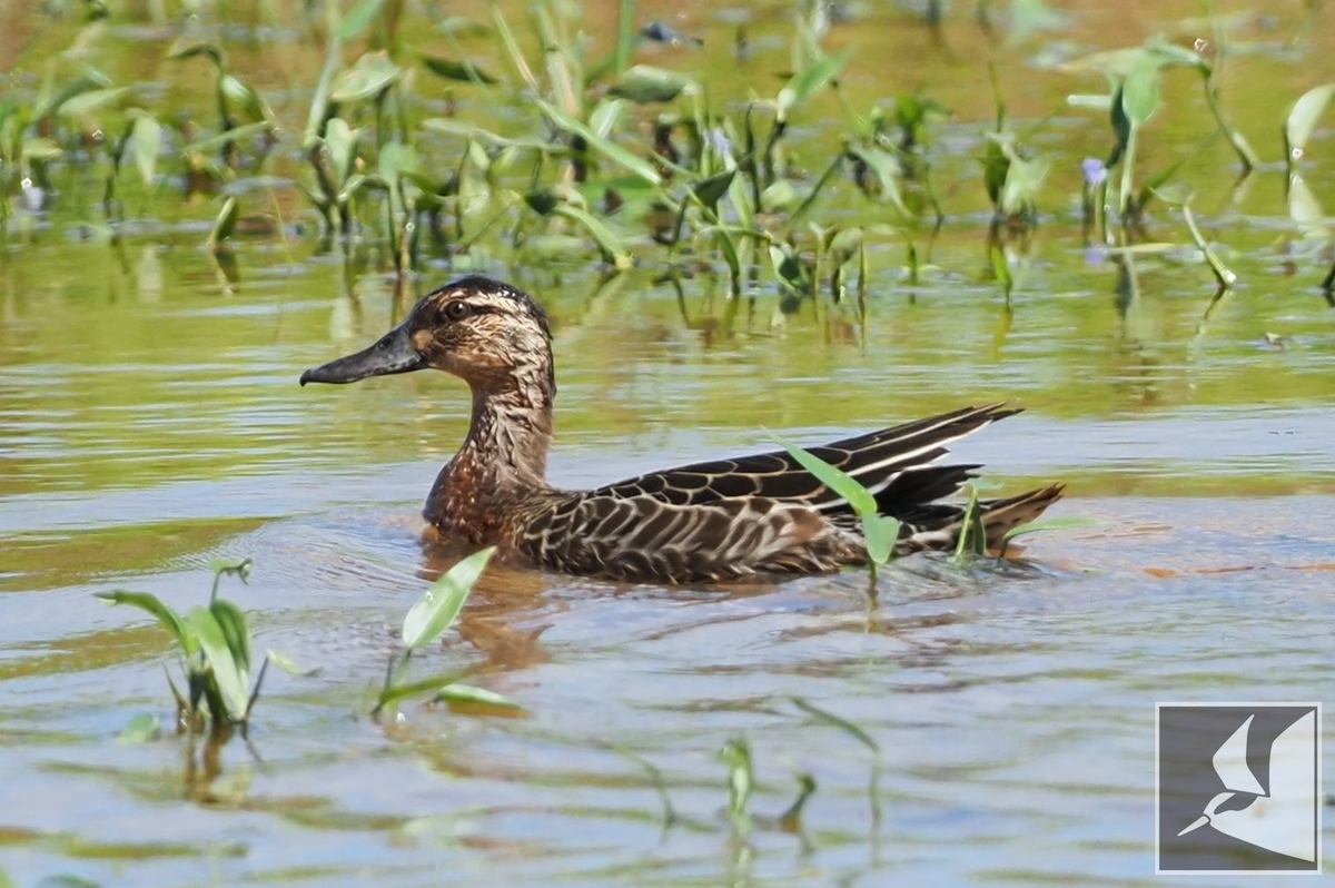 f:id:Okiyasu:20210927225257j:plain