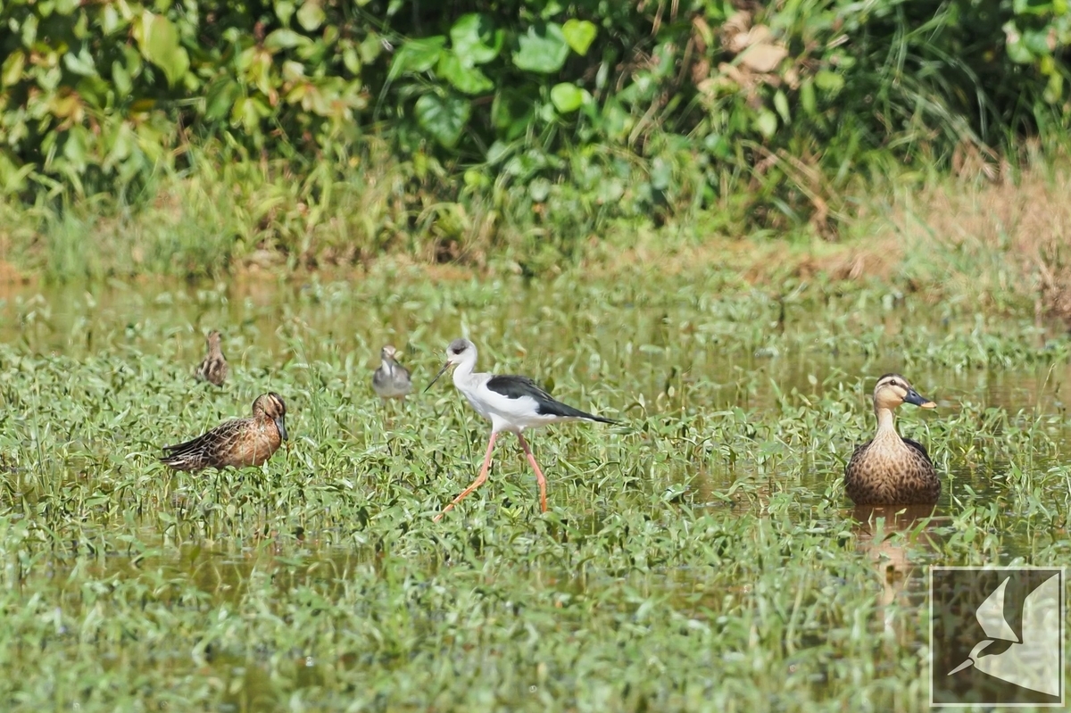 f:id:Okiyasu:20210927225346j:plain