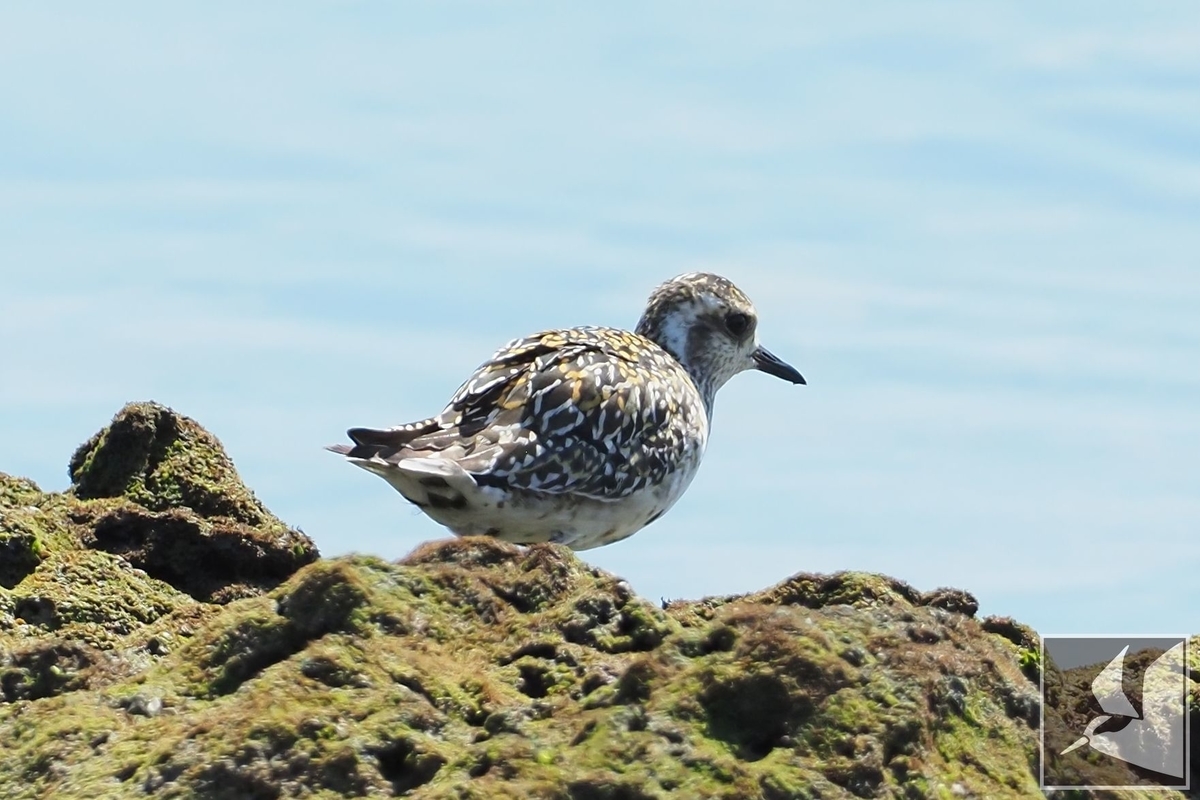 f:id:Okiyasu:20210928065609j:plain