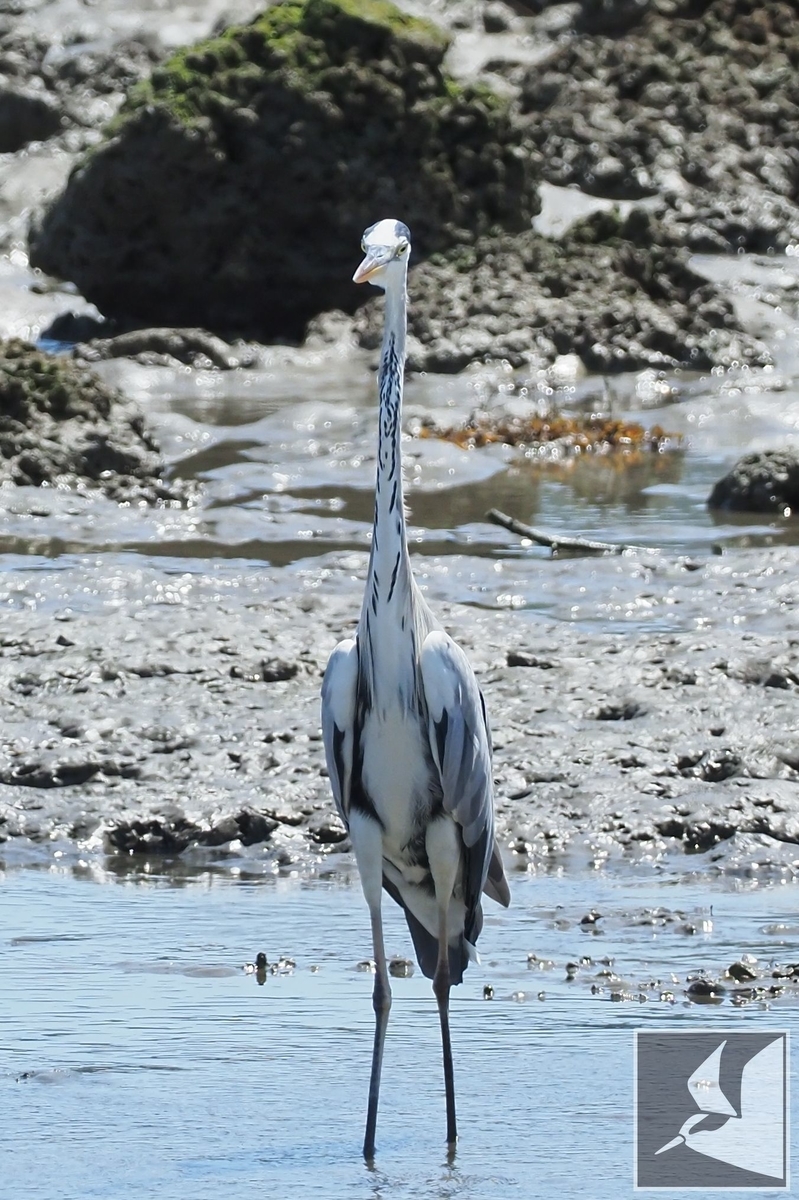 f:id:Okiyasu:20210928070328j:plain