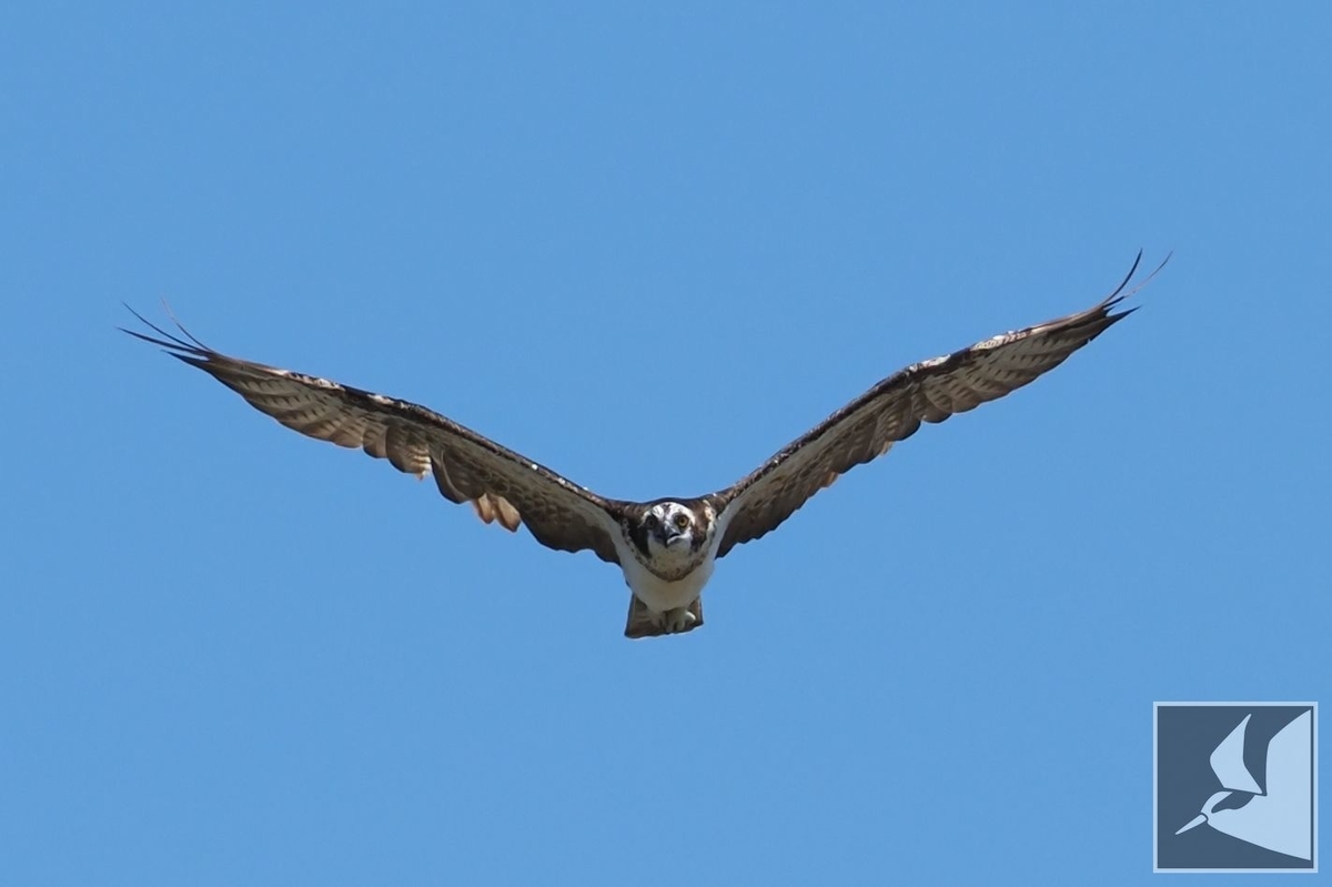 f:id:Okiyasu:20210928070423j:plain