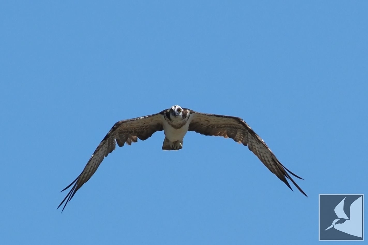 f:id:Okiyasu:20210928070425j:plain