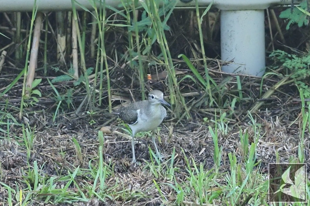 f:id:Okiyasu:20210928070919j:plain