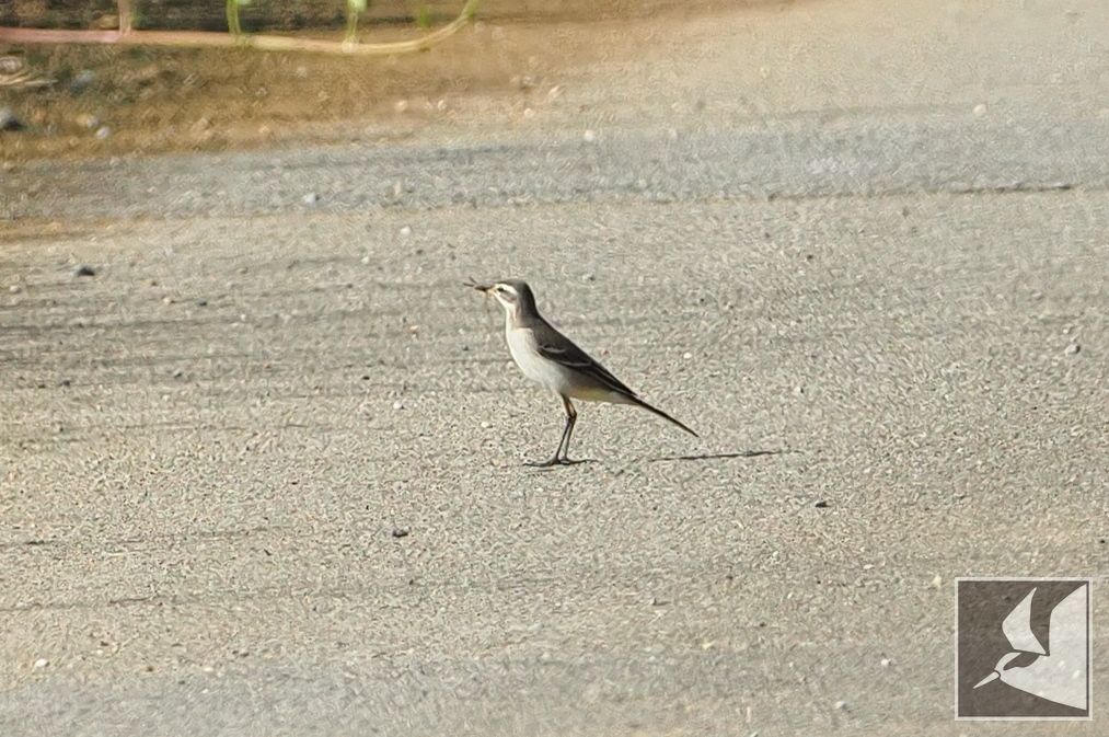 f:id:Okiyasu:20210928072326j:plain