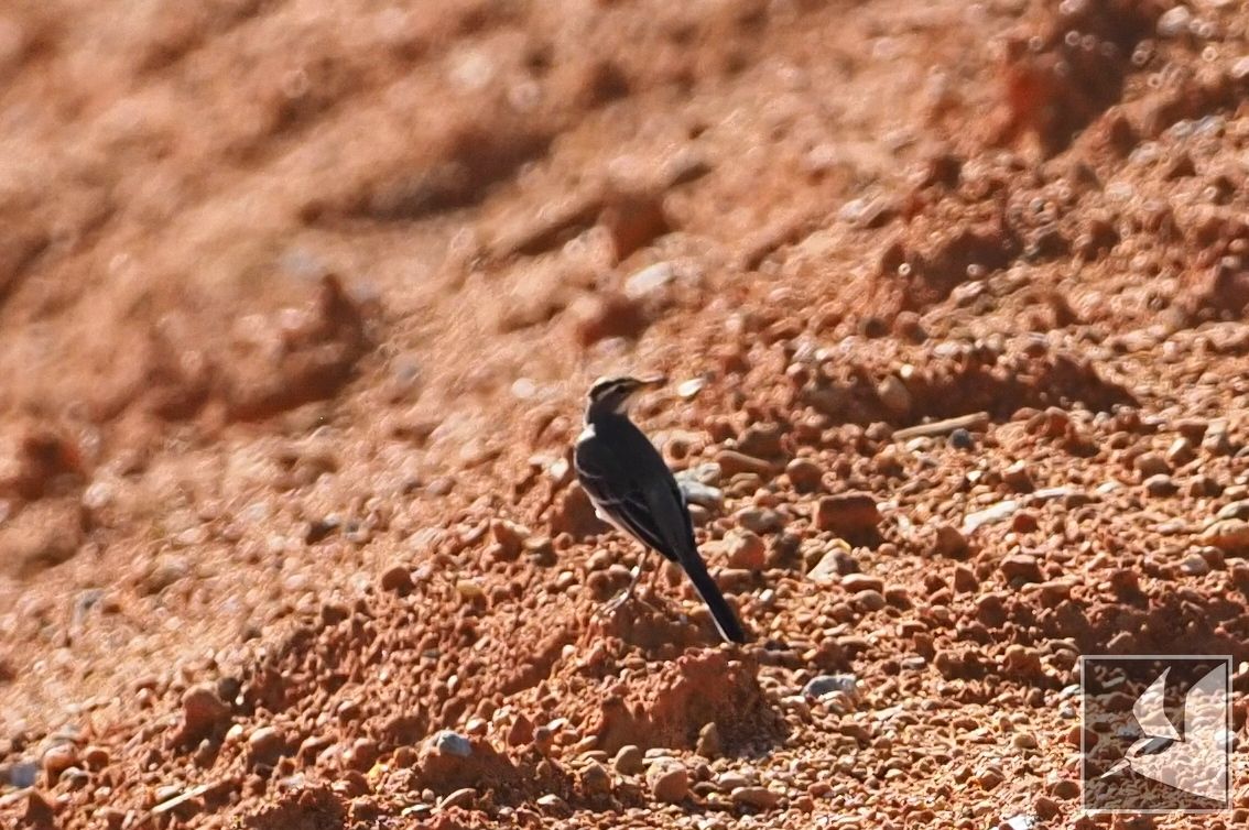 f:id:Okiyasu:20210928072642j:plain