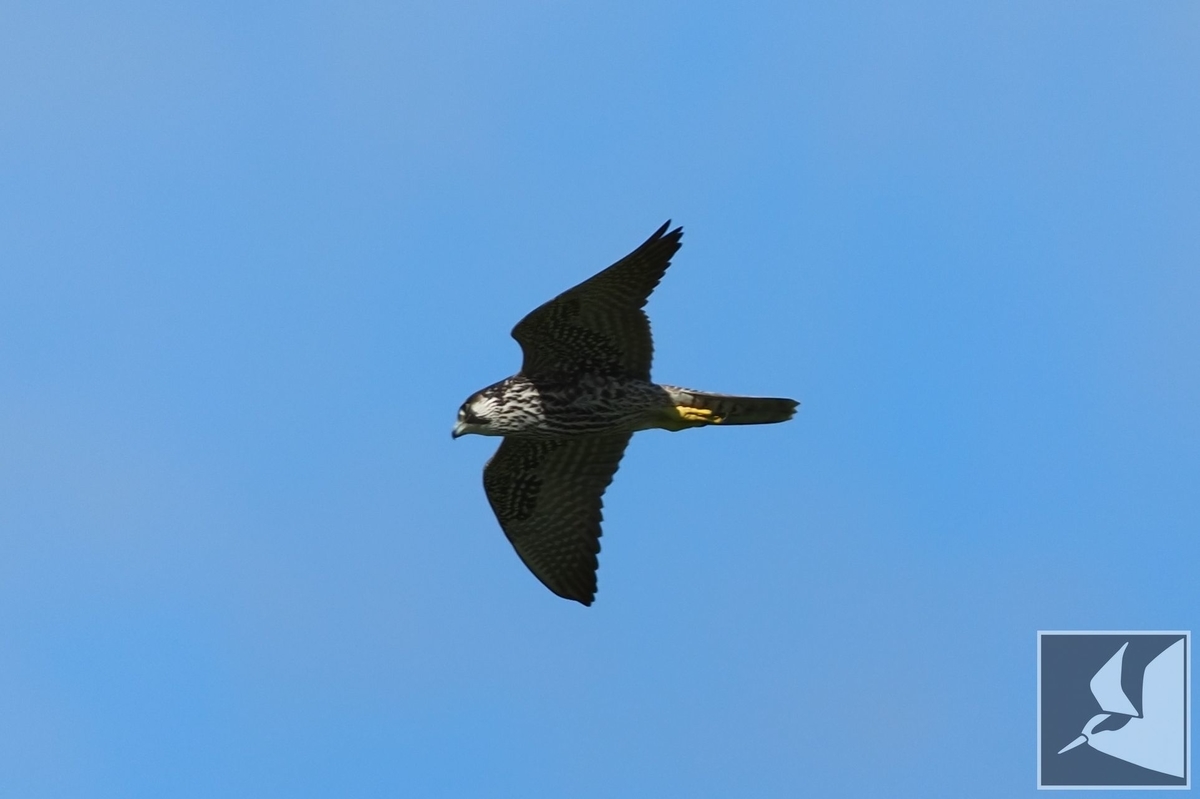 f:id:Okiyasu:20210928073026j:plain