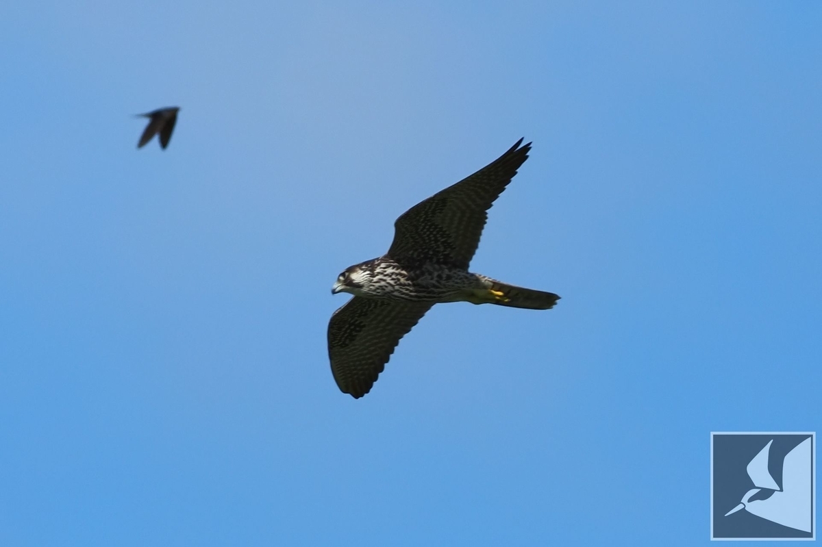 f:id:Okiyasu:20210928073029j:plain