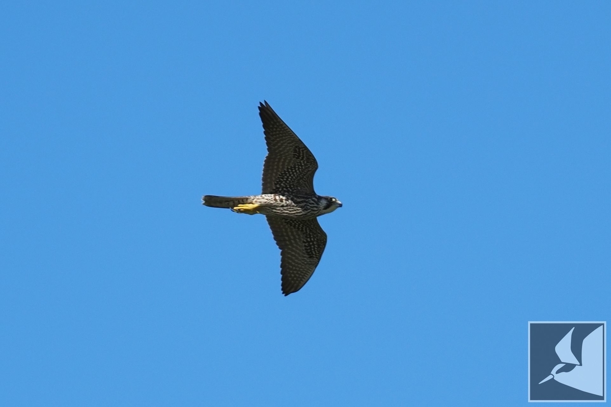 f:id:Okiyasu:20210928073247j:plain