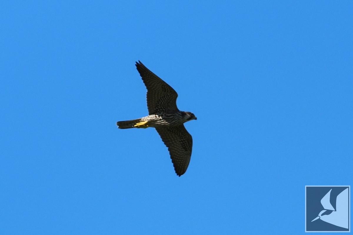 f:id:Okiyasu:20210928073251j:plain