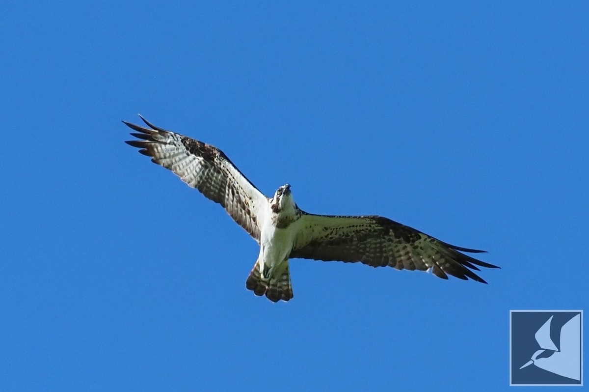 f:id:Okiyasu:20210928073422j:plain