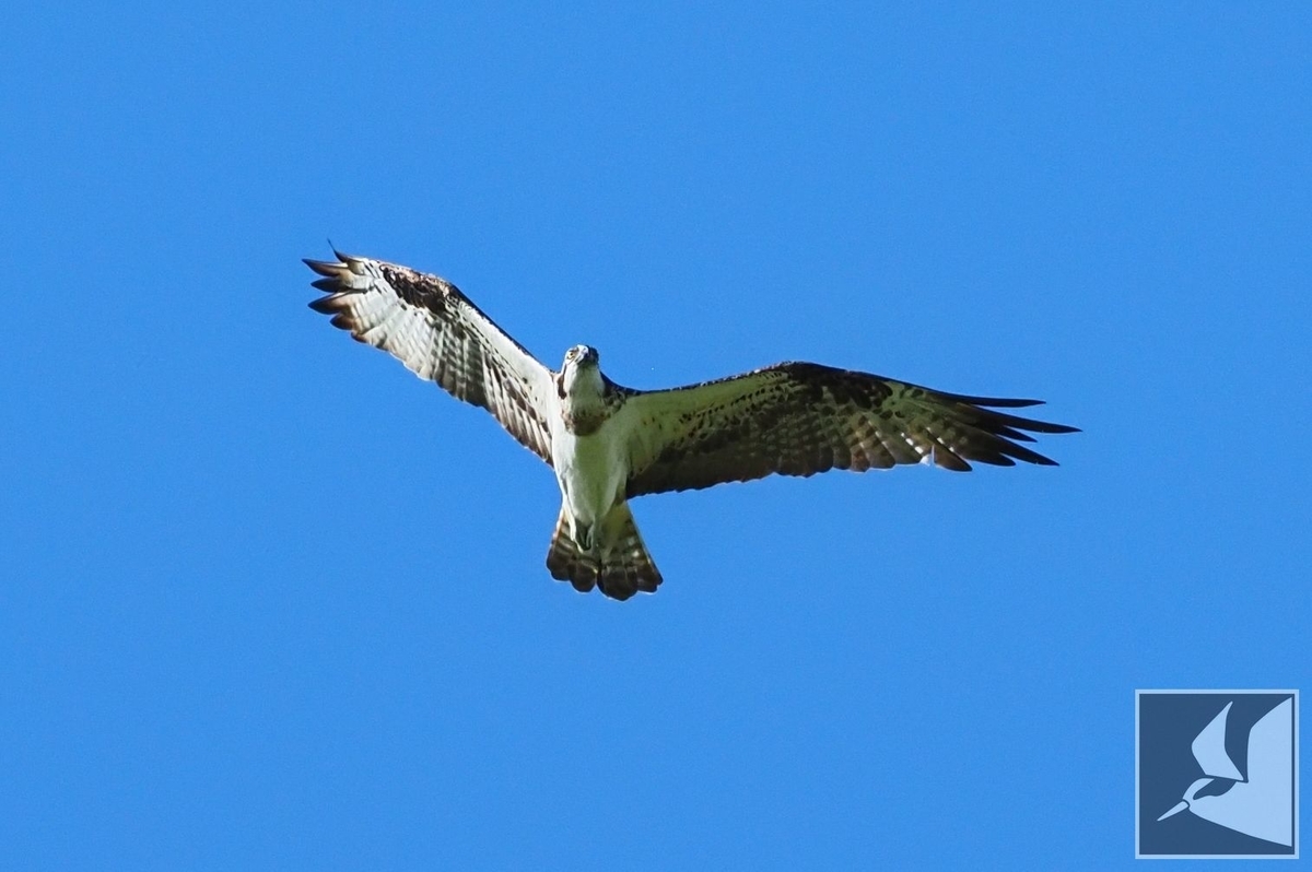 f:id:Okiyasu:20210928073452j:plain