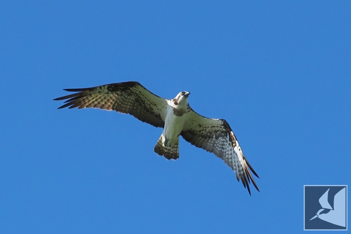 f:id:Okiyasu:20210928073454j:plain