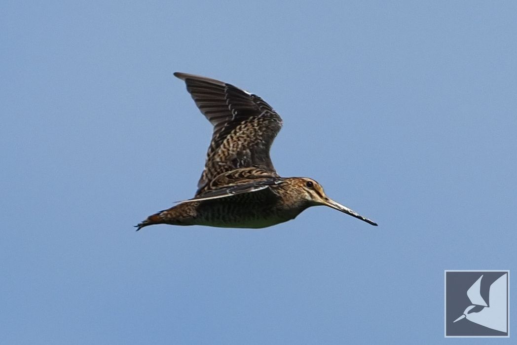 f:id:Okiyasu:20210928073607j:plain