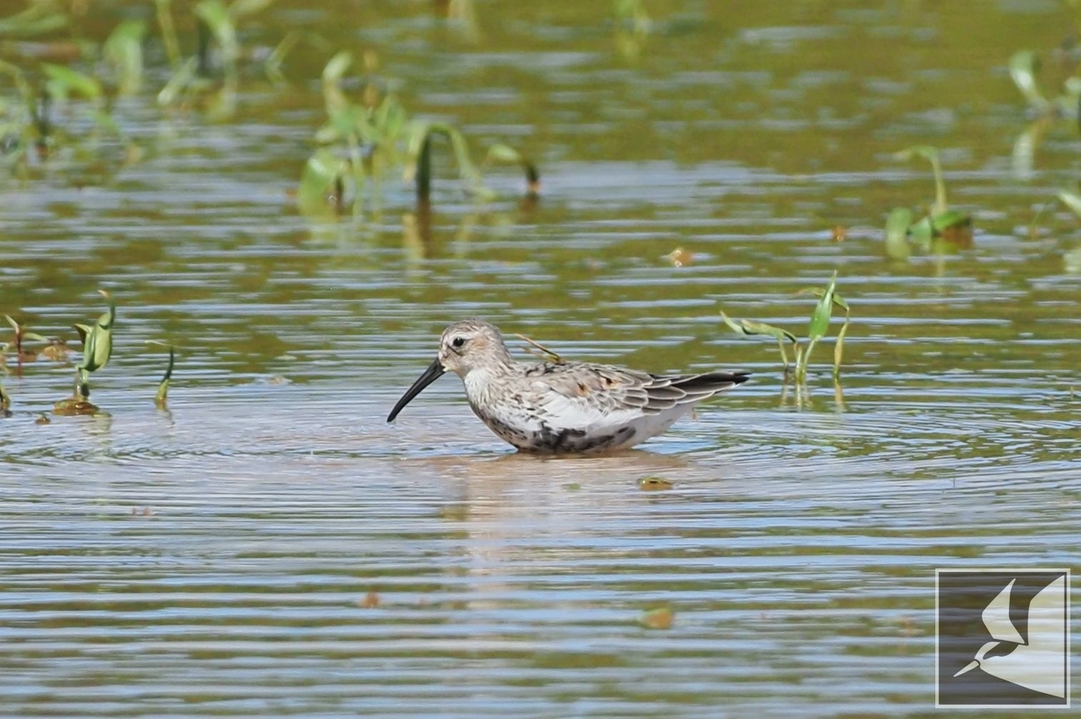 f:id:Okiyasu:20210928081003j:plain