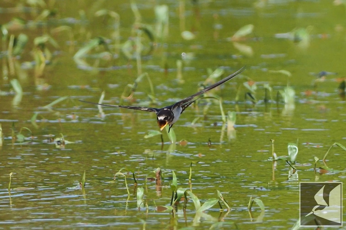 f:id:Okiyasu:20210928081538j:plain