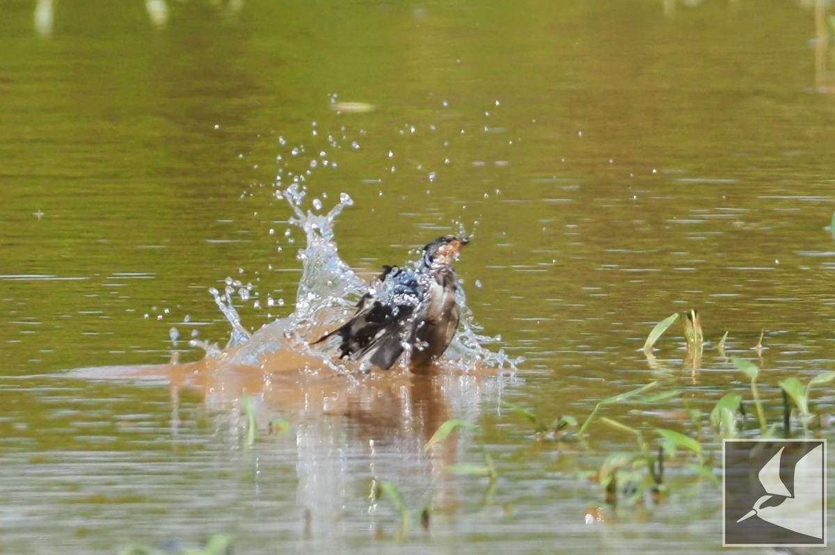 f:id:Okiyasu:20210928081614j:plain