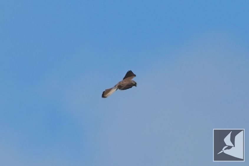 f:id:Okiyasu:20210928081941j:plain