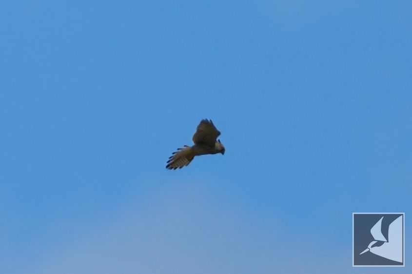 f:id:Okiyasu:20210928081943j:plain