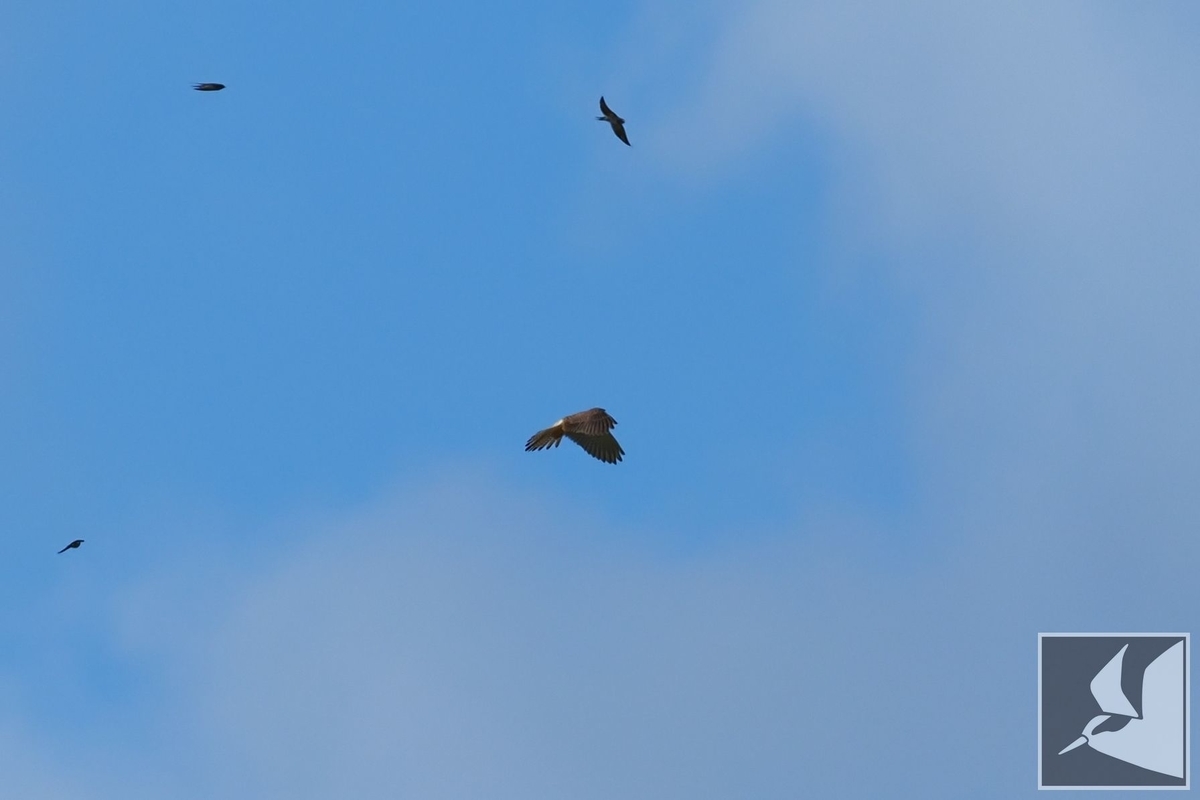 f:id:Okiyasu:20210928082007j:plain