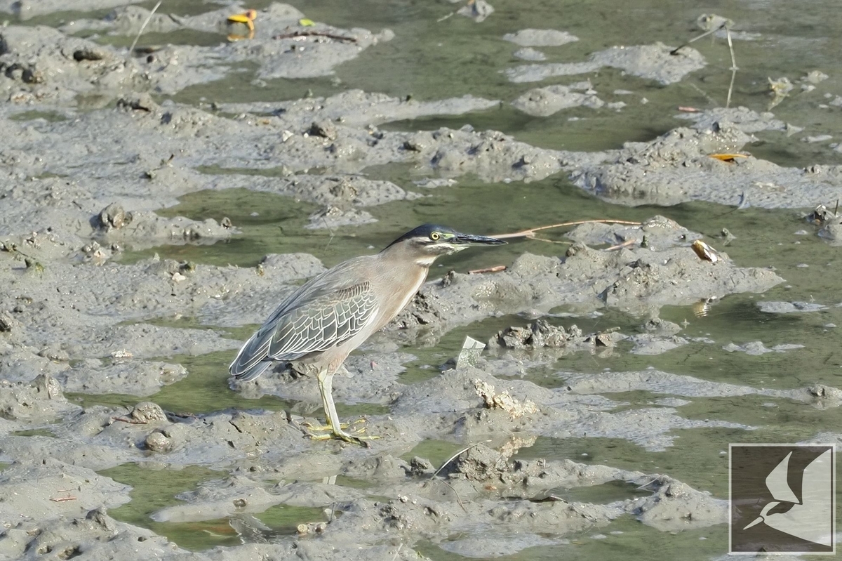 f:id:Okiyasu:20211115060823j:plain