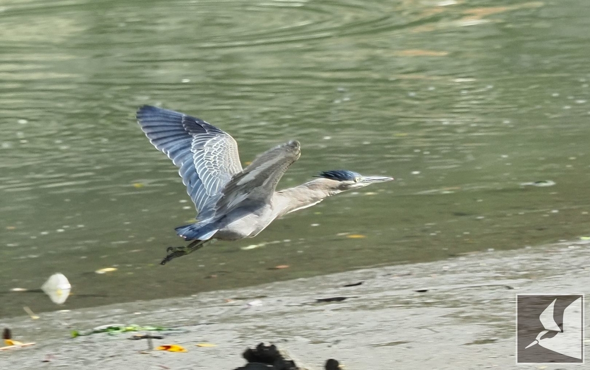 f:id:Okiyasu:20211115060916j:plain