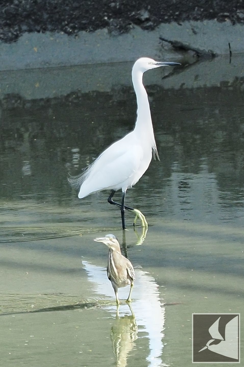 f:id:Okiyasu:20211115061037j:plain