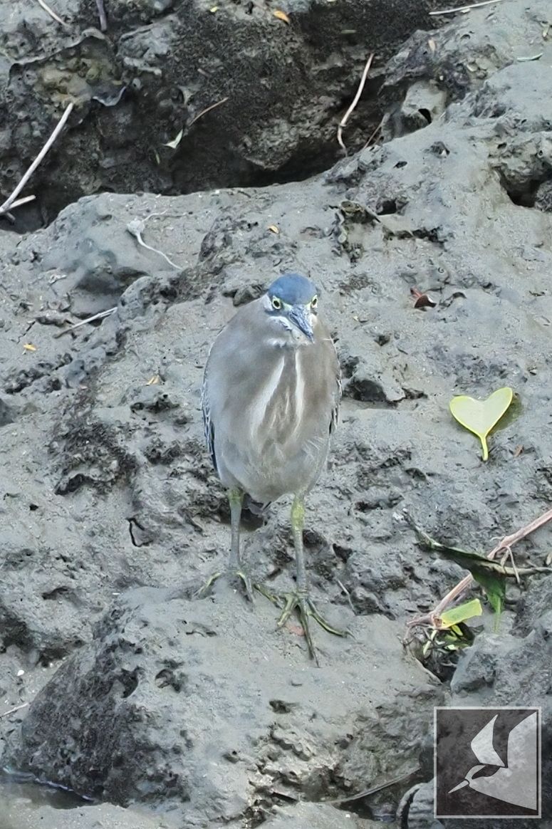 f:id:Okiyasu:20211115061119j:plain