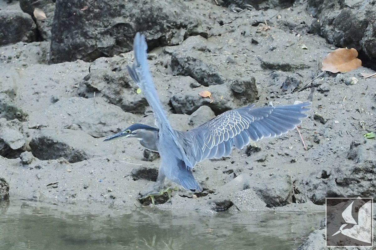 f:id:Okiyasu:20211115061155j:plain