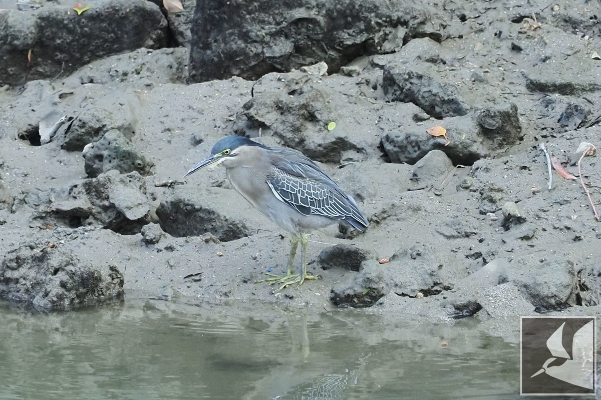 f:id:Okiyasu:20211115061219j:plain