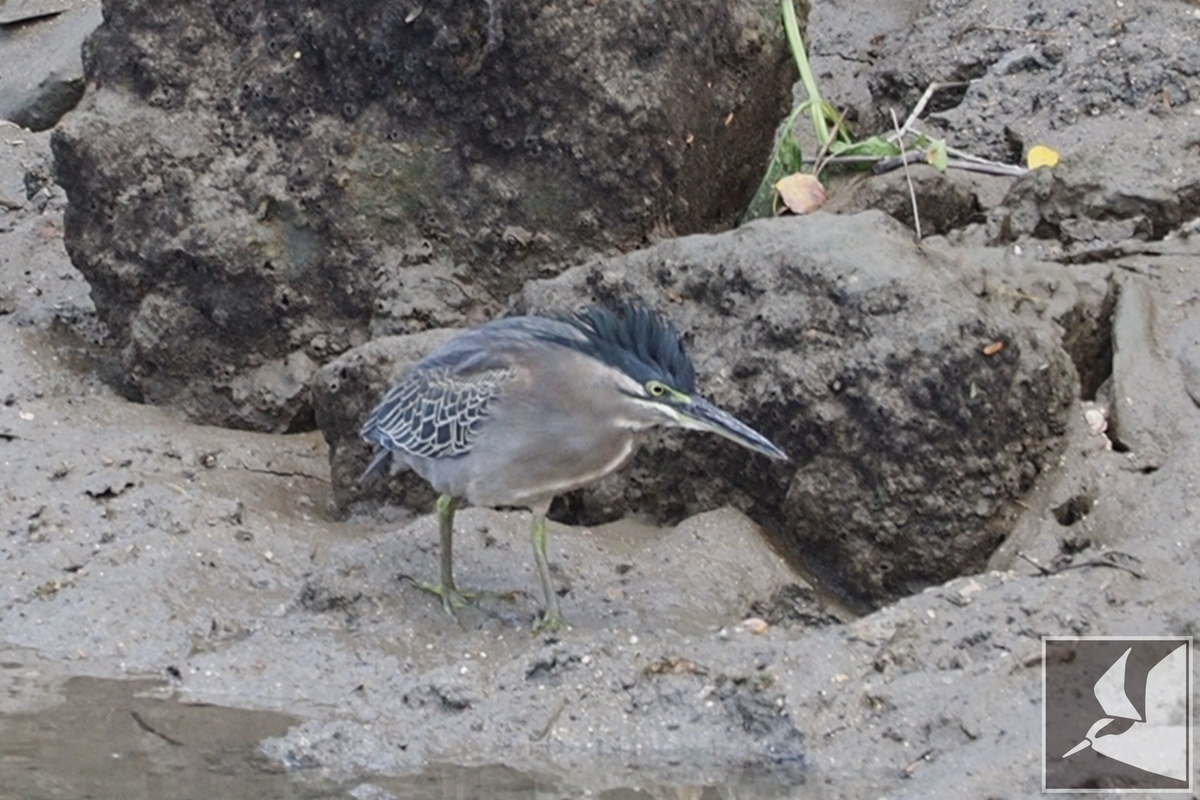 f:id:Okiyasu:20211115061238j:plain