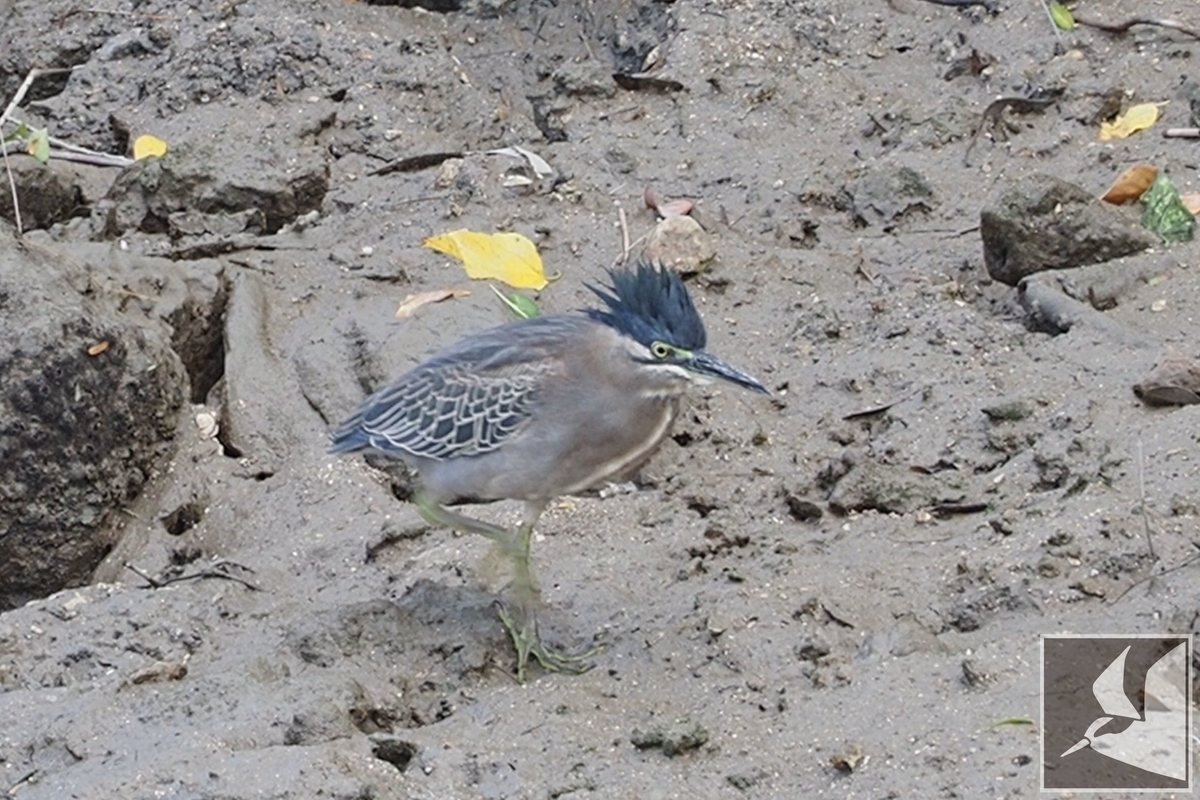 f:id:Okiyasu:20211115061242j:plain