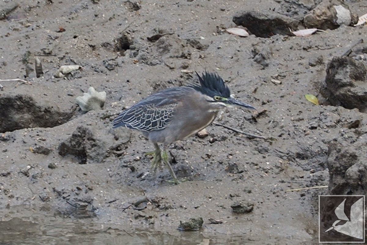 f:id:Okiyasu:20211115061247j:plain