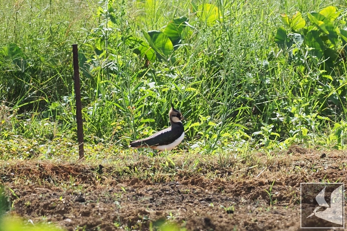 f:id:Okiyasu:20211124081023j:plain