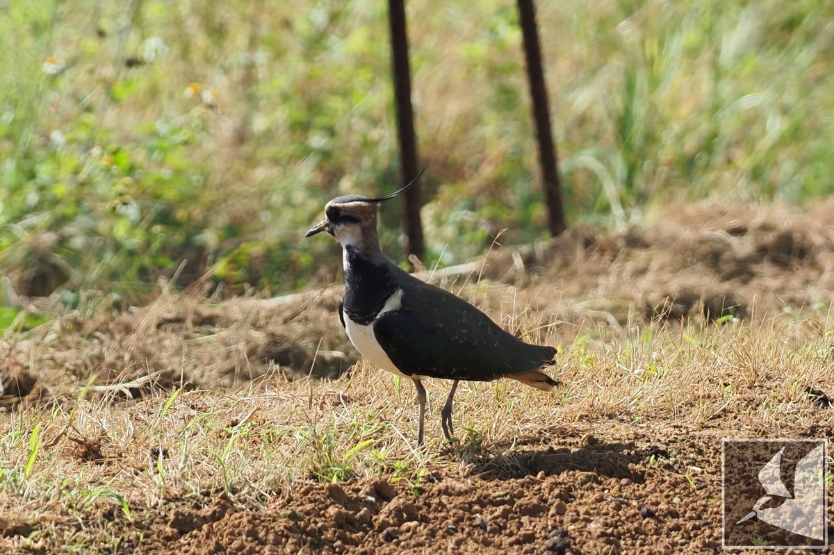 f:id:Okiyasu:20211124081118j:plain