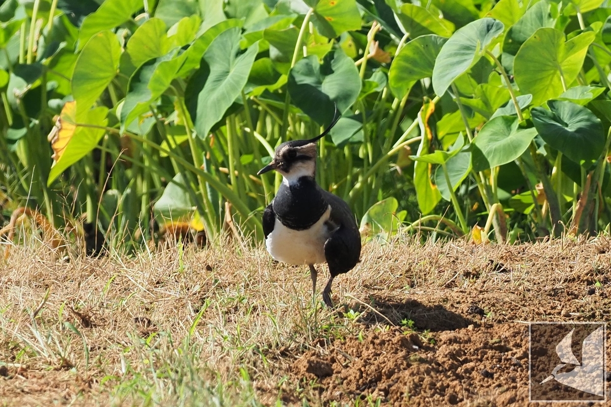 f:id:Okiyasu:20211124081205j:plain